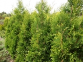 Thuja occidentalis 'Golden Brabant ®' 